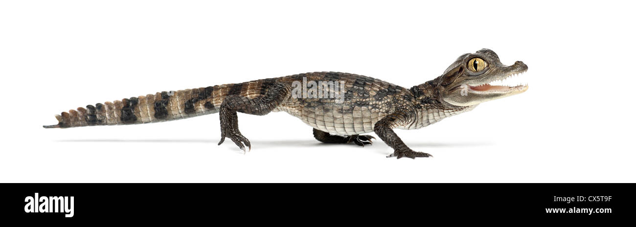 Brillentragende Brillenkaiman, Caiman Crocodilus, auch bekannt als die weiße Kaiman oder gemeinsame Caiman, 2 Monate alt, vor weißem Hintergrund Stockfoto
