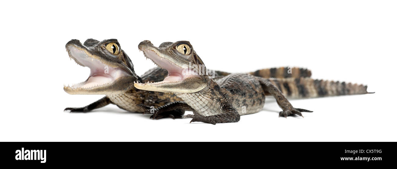 Brillentragende Kaimane, Caiman Crocodilus, auch bekannt als die weiße Kaiman oder gemeinsame Caiman, 2 Monate alt, vor weißem Hintergrund Stockfoto