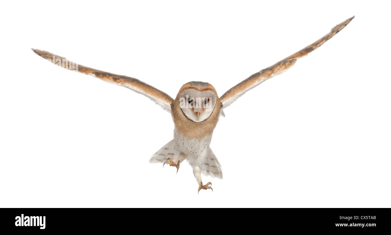 Schleiereule, Tyto Alba, 4 Monate alt, fliegen auf weißen Hintergrund Stockfoto