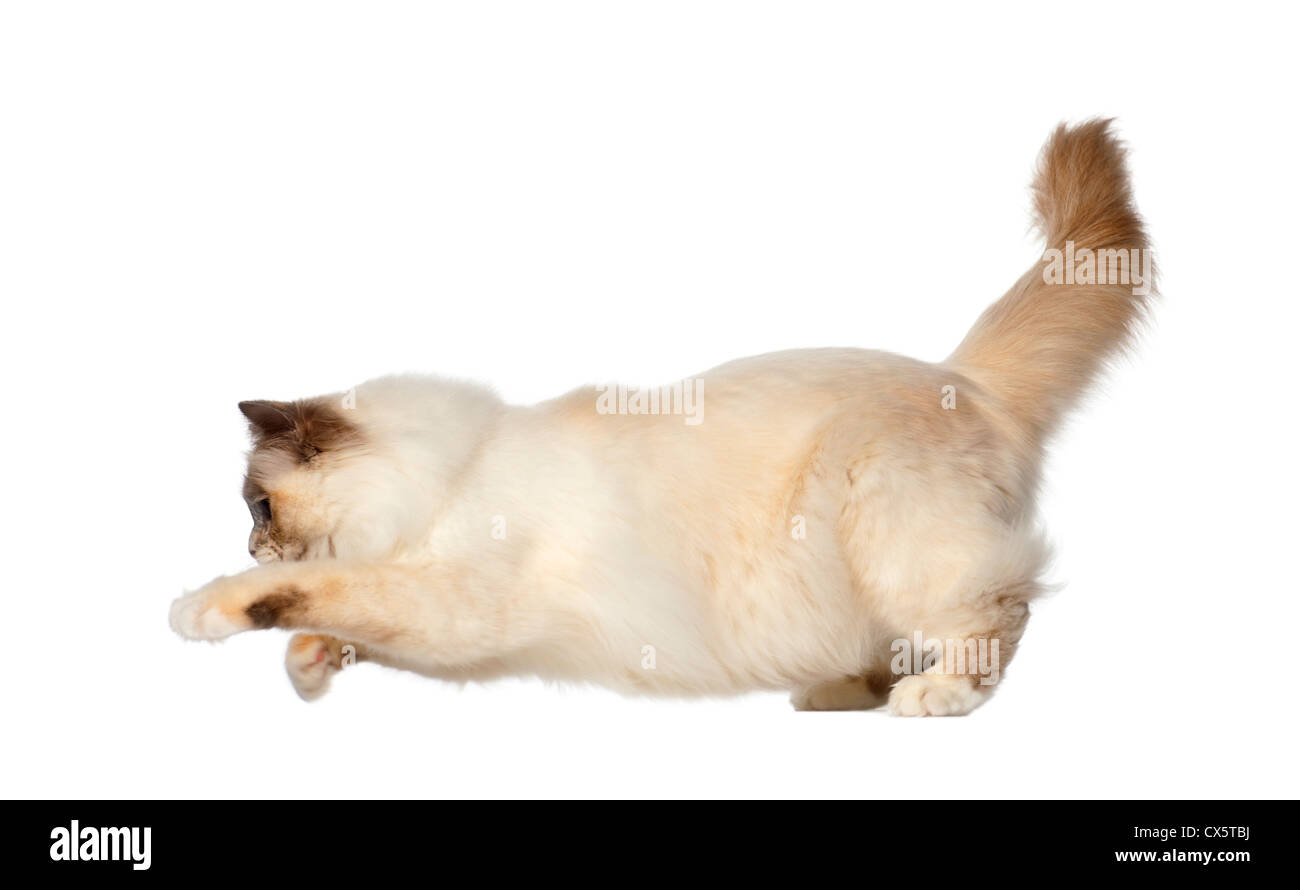 Birman, 9 Monate alt, spielen vor weißem Hintergrund Stockfoto