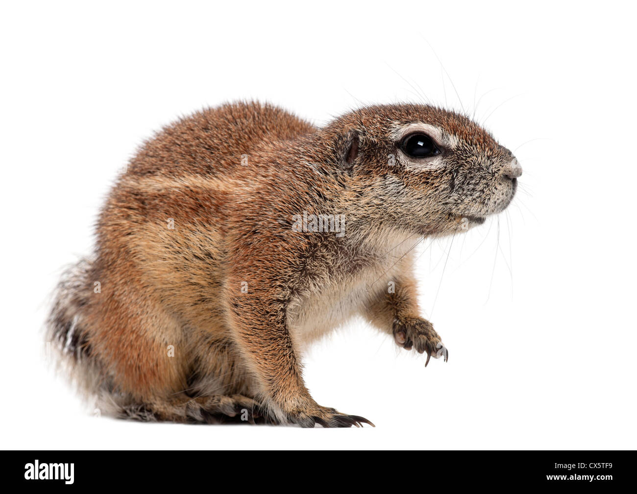 Kap-Borstenhörnchen, Xerus Inauris, vor weißem Hintergrund Stockfoto