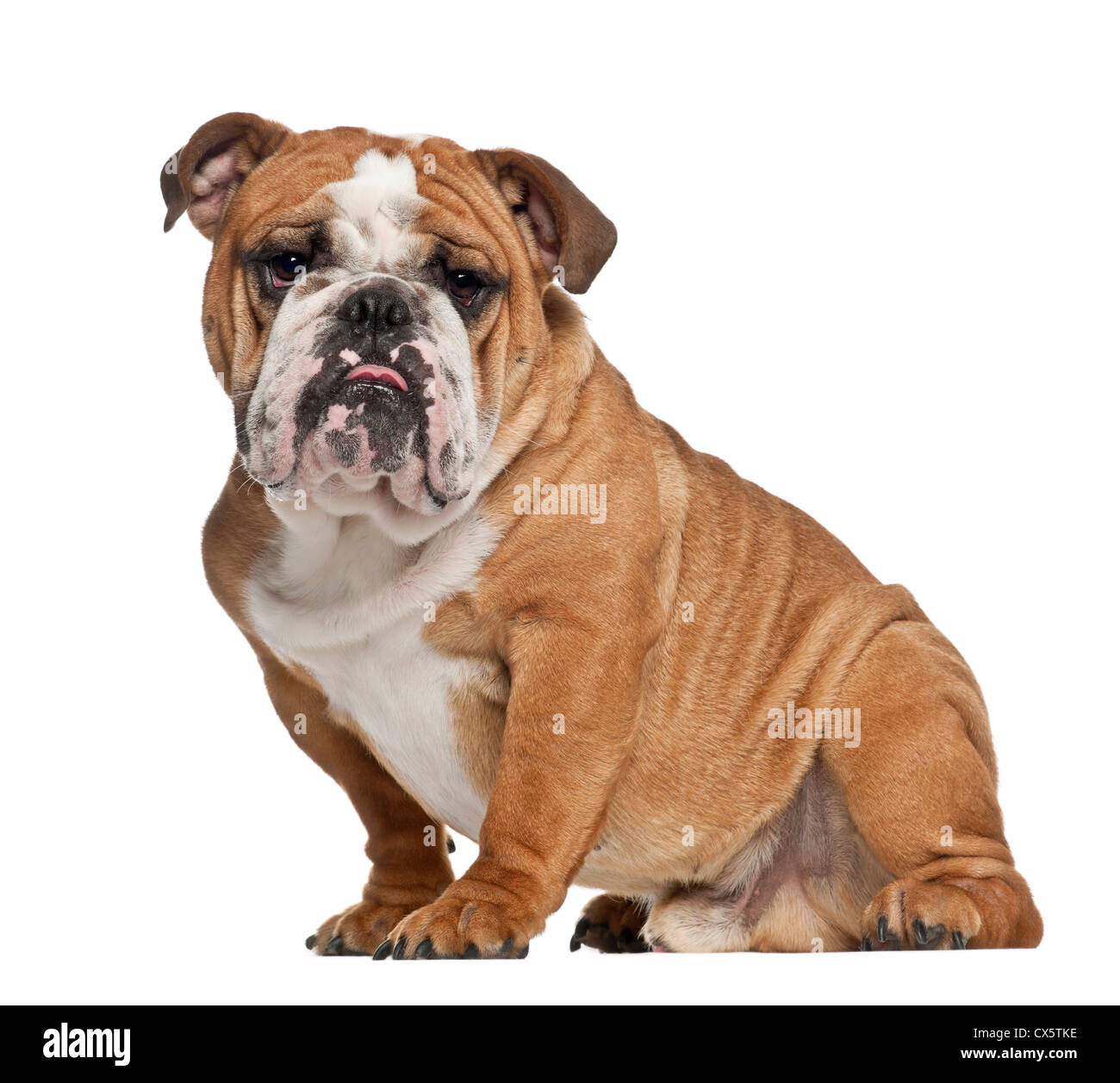 Englische Bulldogge, 10 Monate alt, sitzt vor weißem Hintergrund Stockfoto