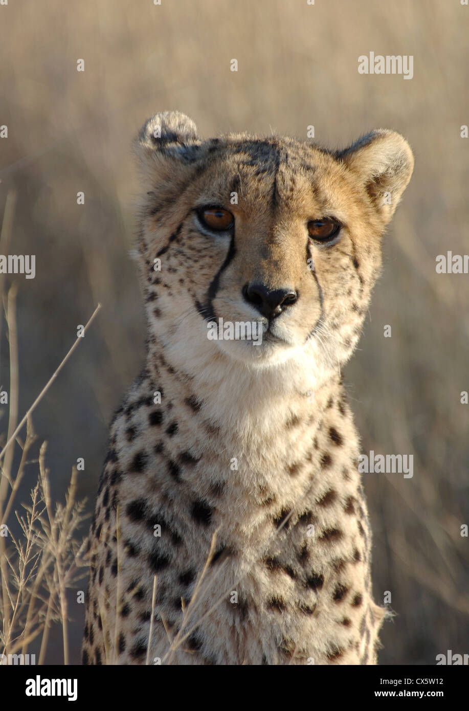 Gepard im Africat auf Okonjima Naturschutzgebiet in zentral-Namibia. Stockfoto