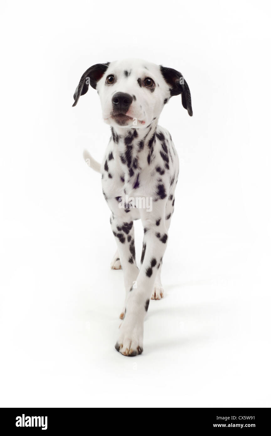 Dalmatiner Welpen Portrait, Studio gedreht mit weißem Hintergrund Stockfoto