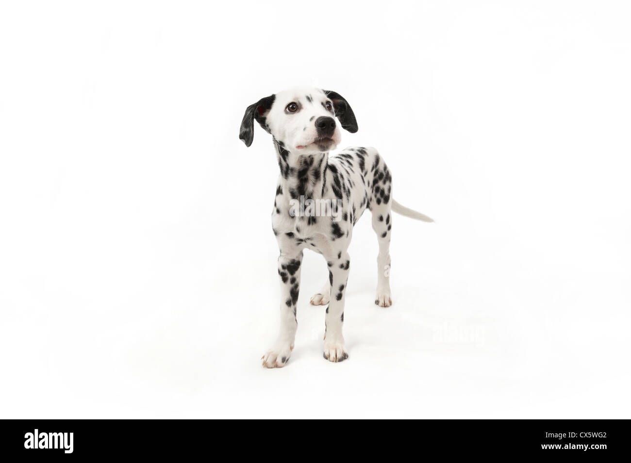 Dalmatiner Welpen Portrait, Studio gedreht mit weißem Hintergrund Stockfoto
