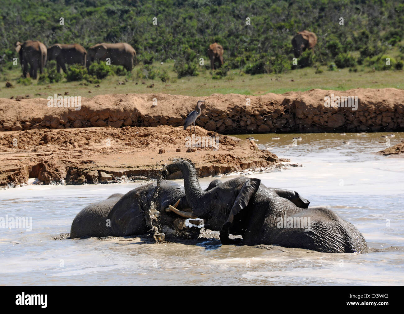 Afrikanische Elefanten (Loxodonta Africana) in einem Fluss in der Addo Elephant Park, Südafrika. Stockfoto