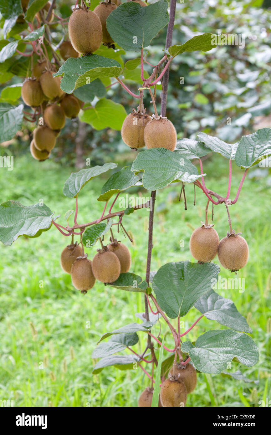 Kiwi-Frucht Plantage, Frankreich Stockfoto