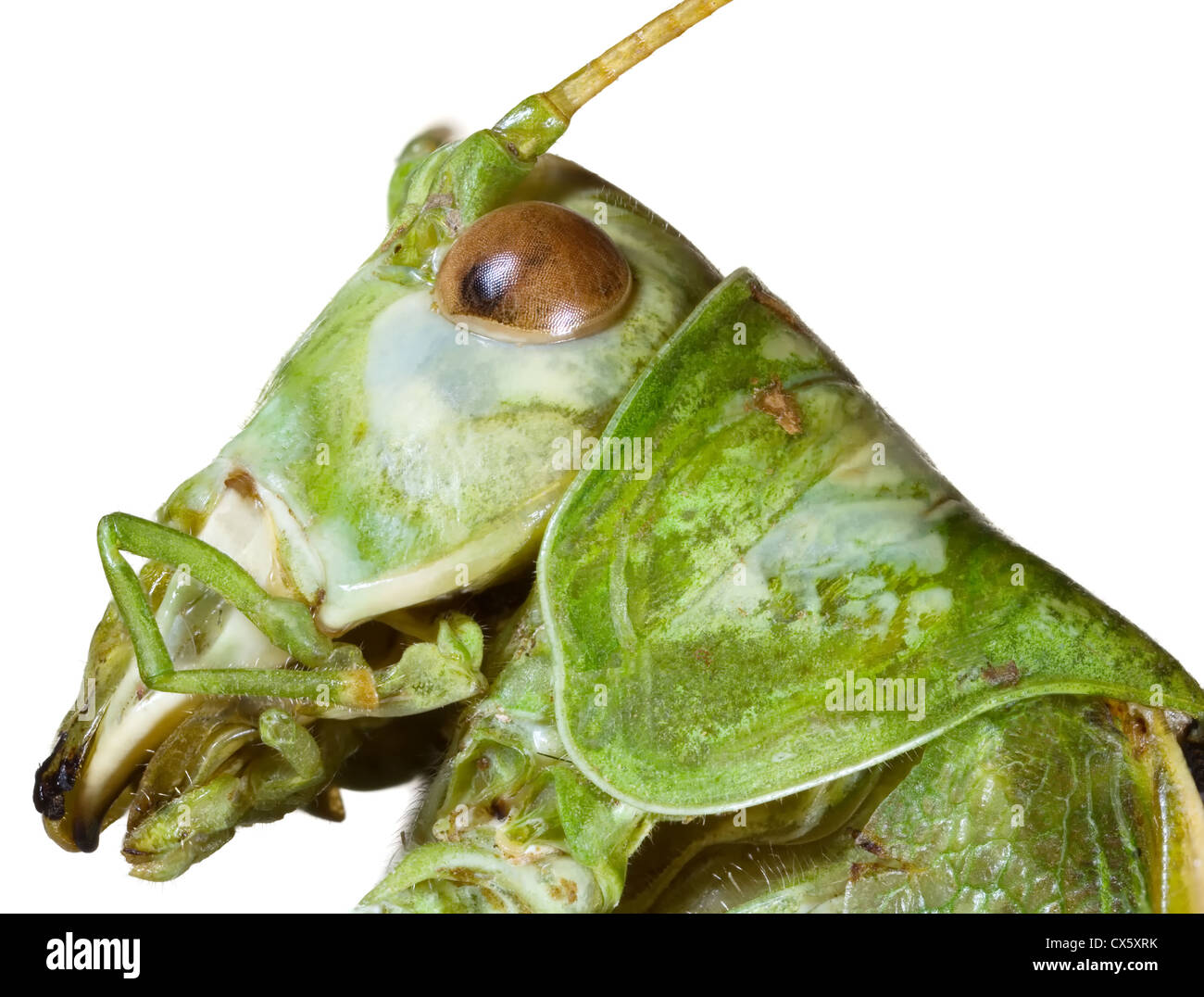 Extreme Makro-Shooting der grünen Bush-Cricket-Kopf Stockfoto