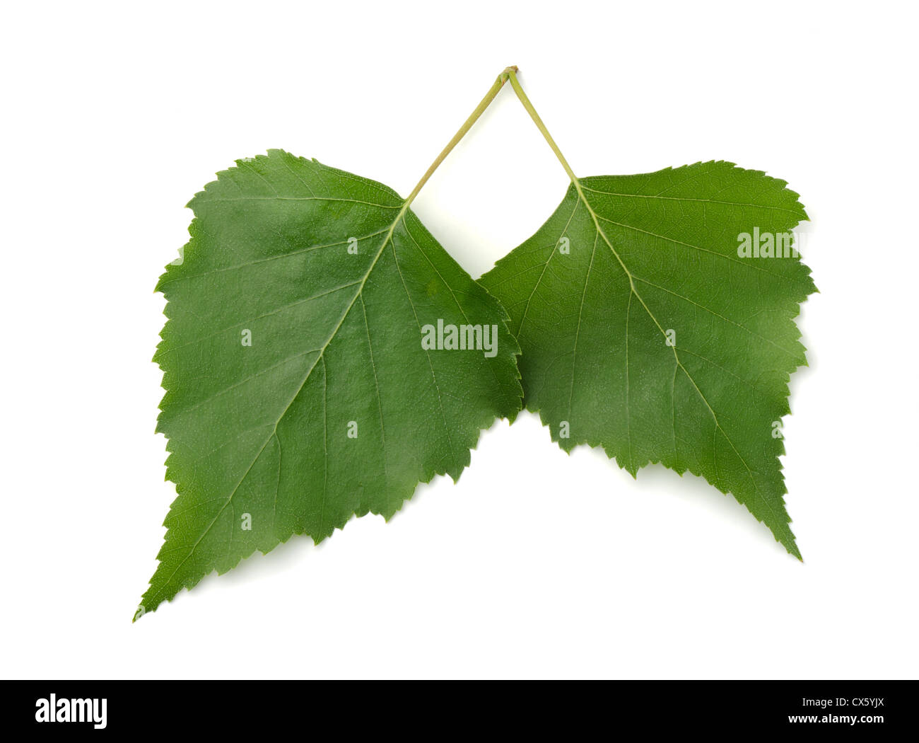 Paar grüne Birke Blätter isoliert auf weiss Stockfoto
