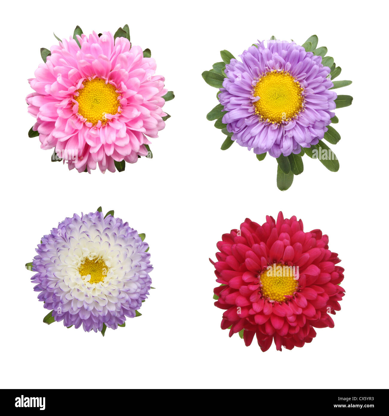 Auswahl von vier Rosette Stil Daisy Blumen isoliert gegen weiß Stockfoto