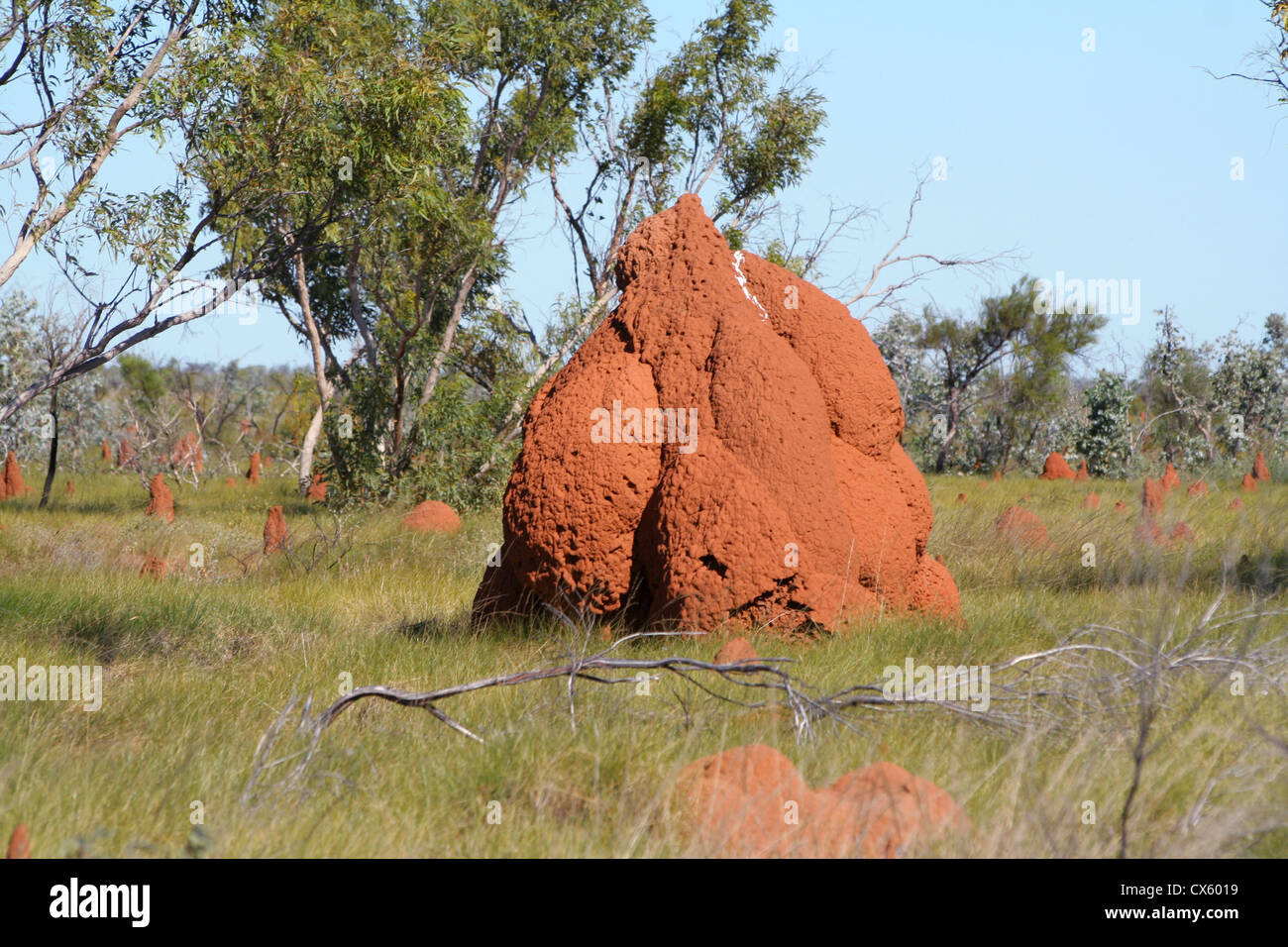 Ameisenhaufen in Australien Stockfoto