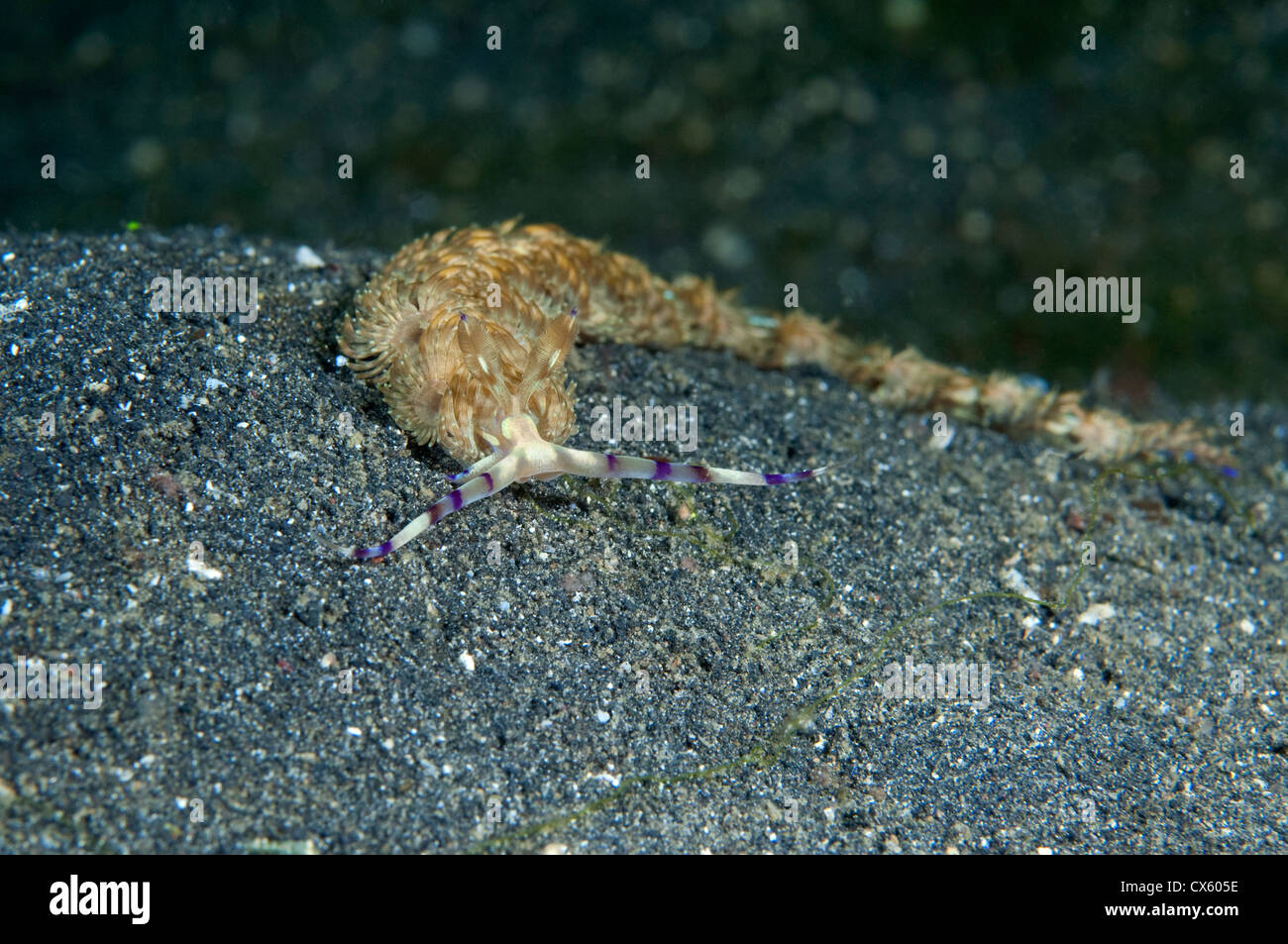 Ein Blue Dragon Nudibranch krabbelt am Riff entlang in der Lembeh Strait, Nord-Sulawesi. Stockfoto