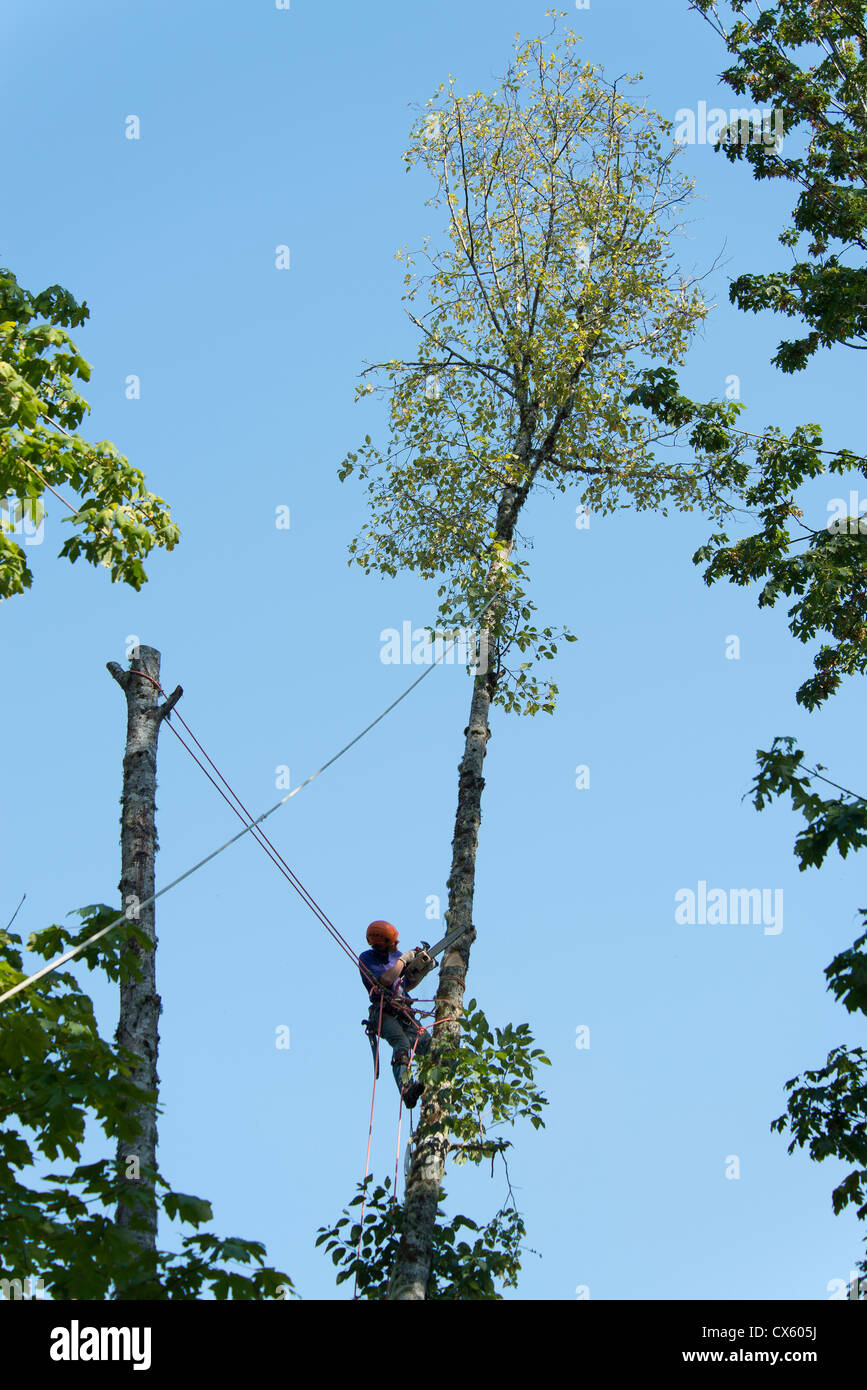 Ein Tree-Trimmer an der Spitze eines sterbenden Baums in einem Wohngebiet. Stockfoto
