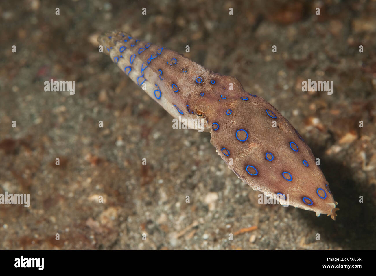 Blau geringelten Oktopus schwimmen in Lembeh Strait, Nord-Sulawesi. Stockfoto