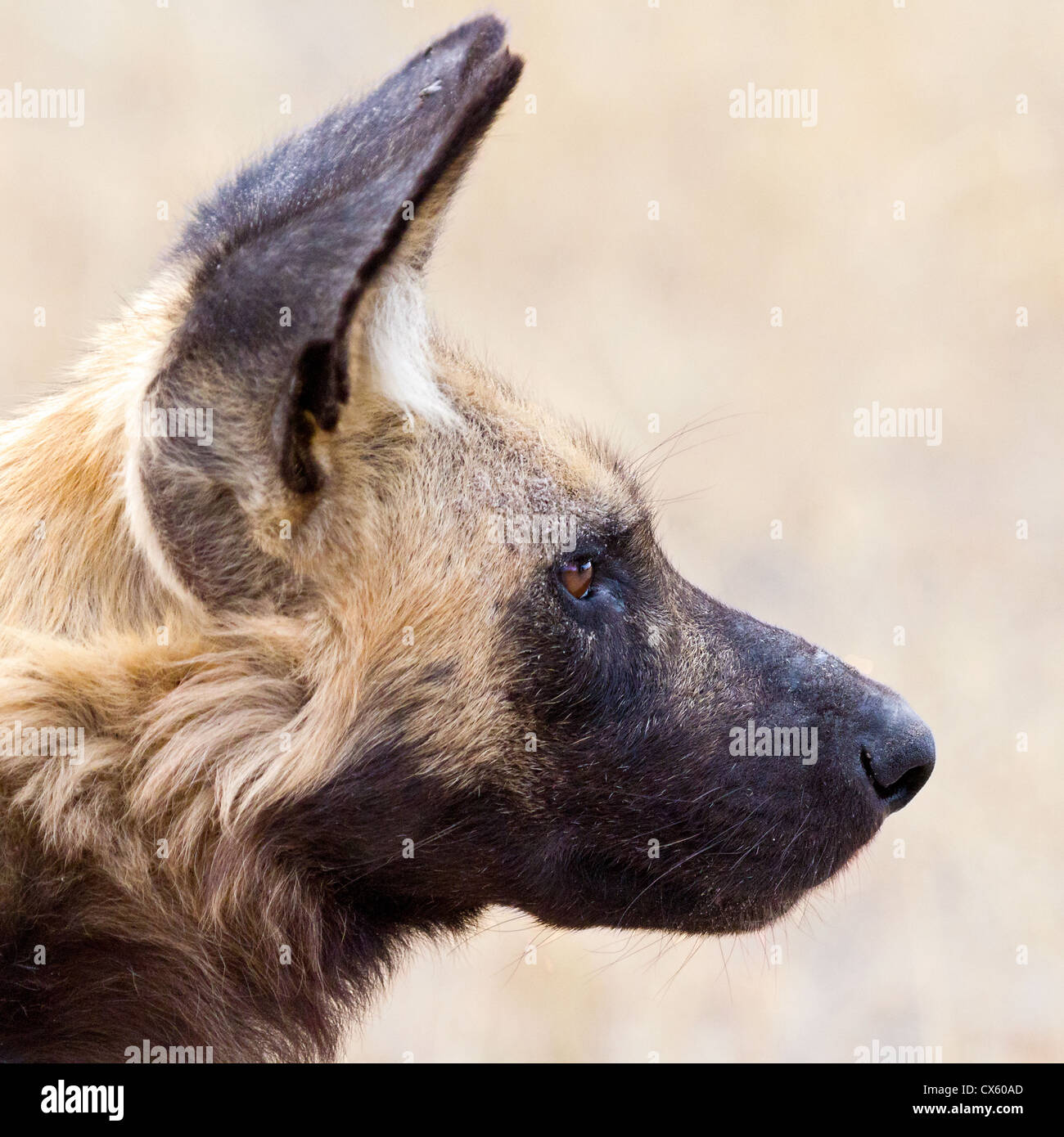Afrikanischer Wildhund (LYKAON Pictus) close-up, Moremi Game reserve, Botswana. Stockfoto