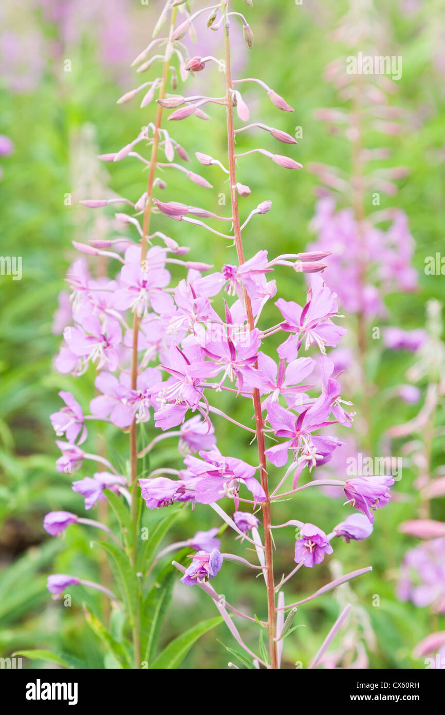 leichte rosa Feder Willowweed wächst im Wald Stockfoto leichte rosa Feder Willowweed wächst im Wald Stockfoto