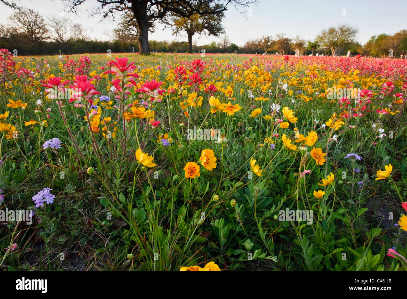 Am Straßenrand Wildblumen in Texas, Frühling Stockfoto