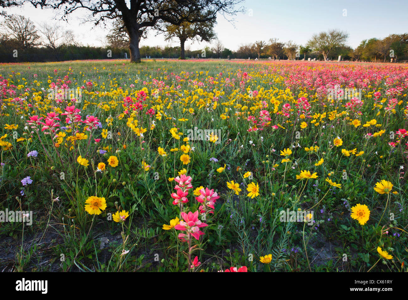 Am Straßenrand Wildblumen in Texas, Frühling Stockfoto