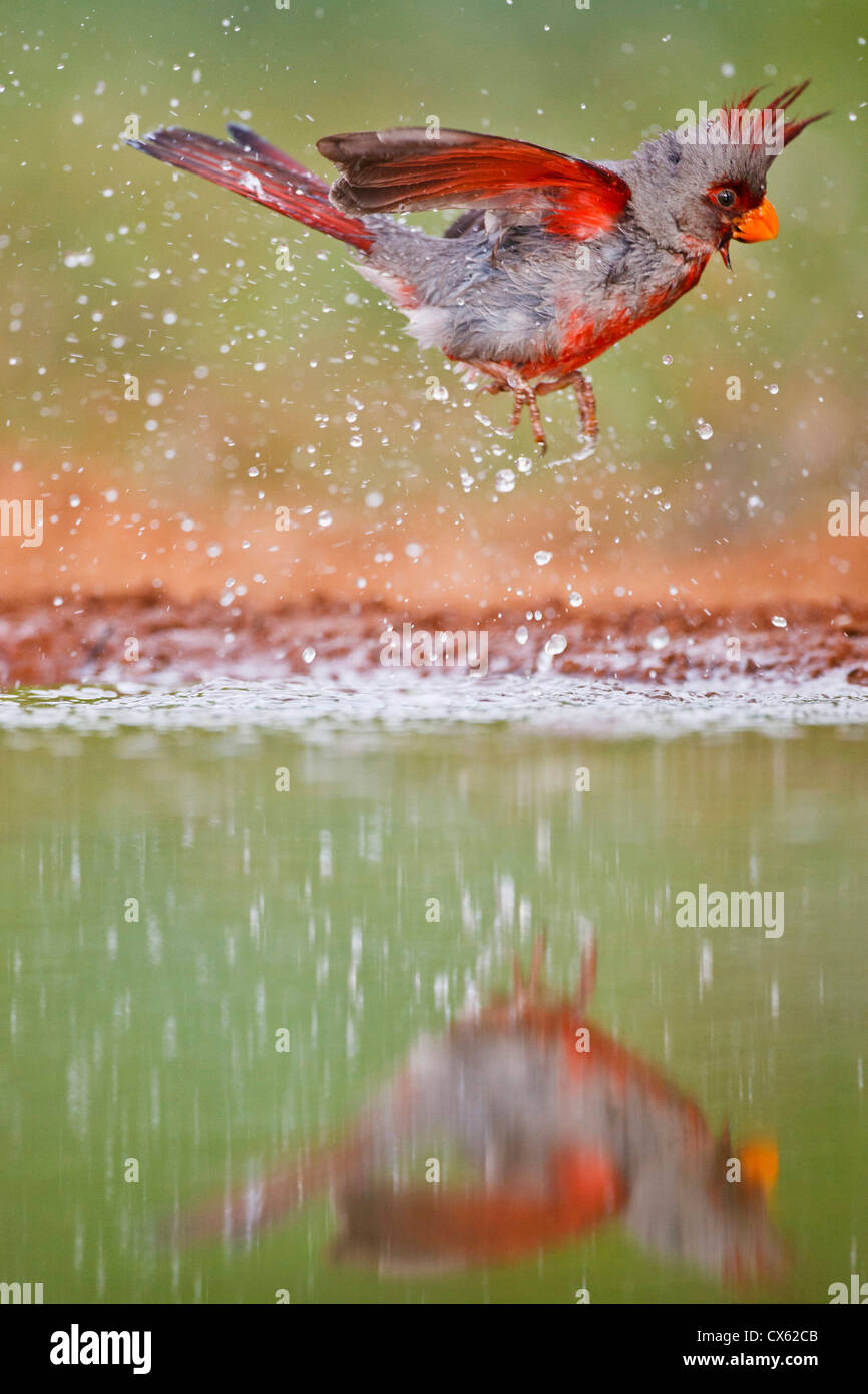 Pyrrhuloxia (Cardinalis Sinuatus) männlich Baden am South Texas Teich Stockfoto