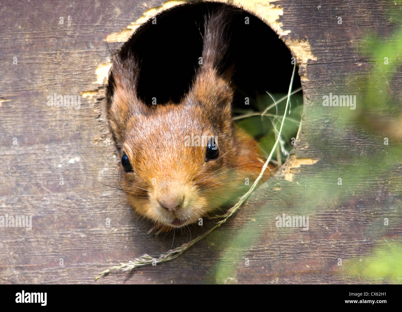 Eichhörnchen - britischen Wildlife Centre Stockfoto