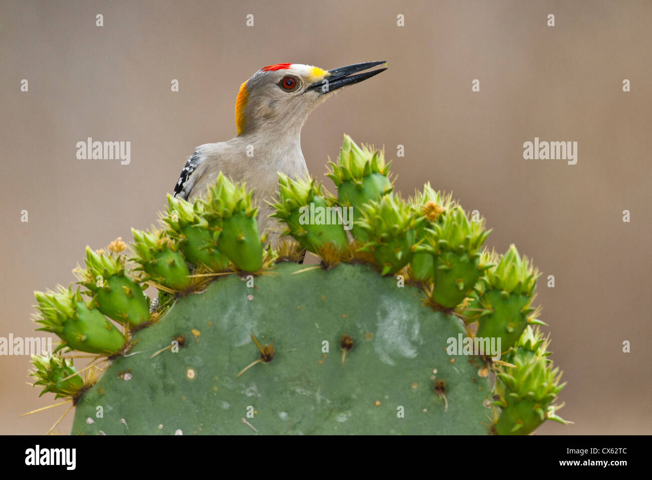 Golden-fronted Specht (Melanerpes Aurifrons) Männchen gehockt Feigenkaktus Stockfoto