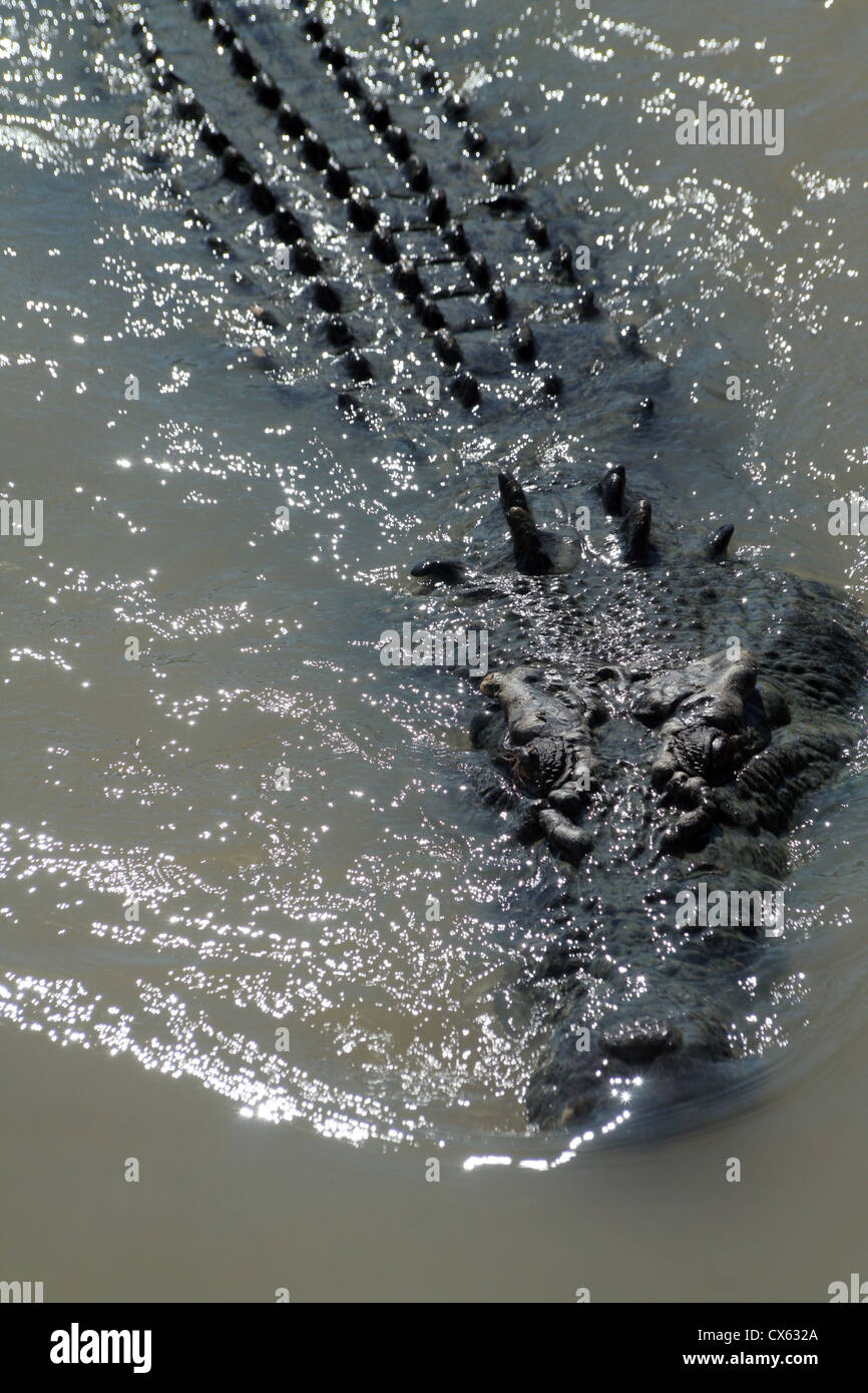 Salzwasser-Krokodil in Adelaide River, Northern Territory, Australien Stockfoto
