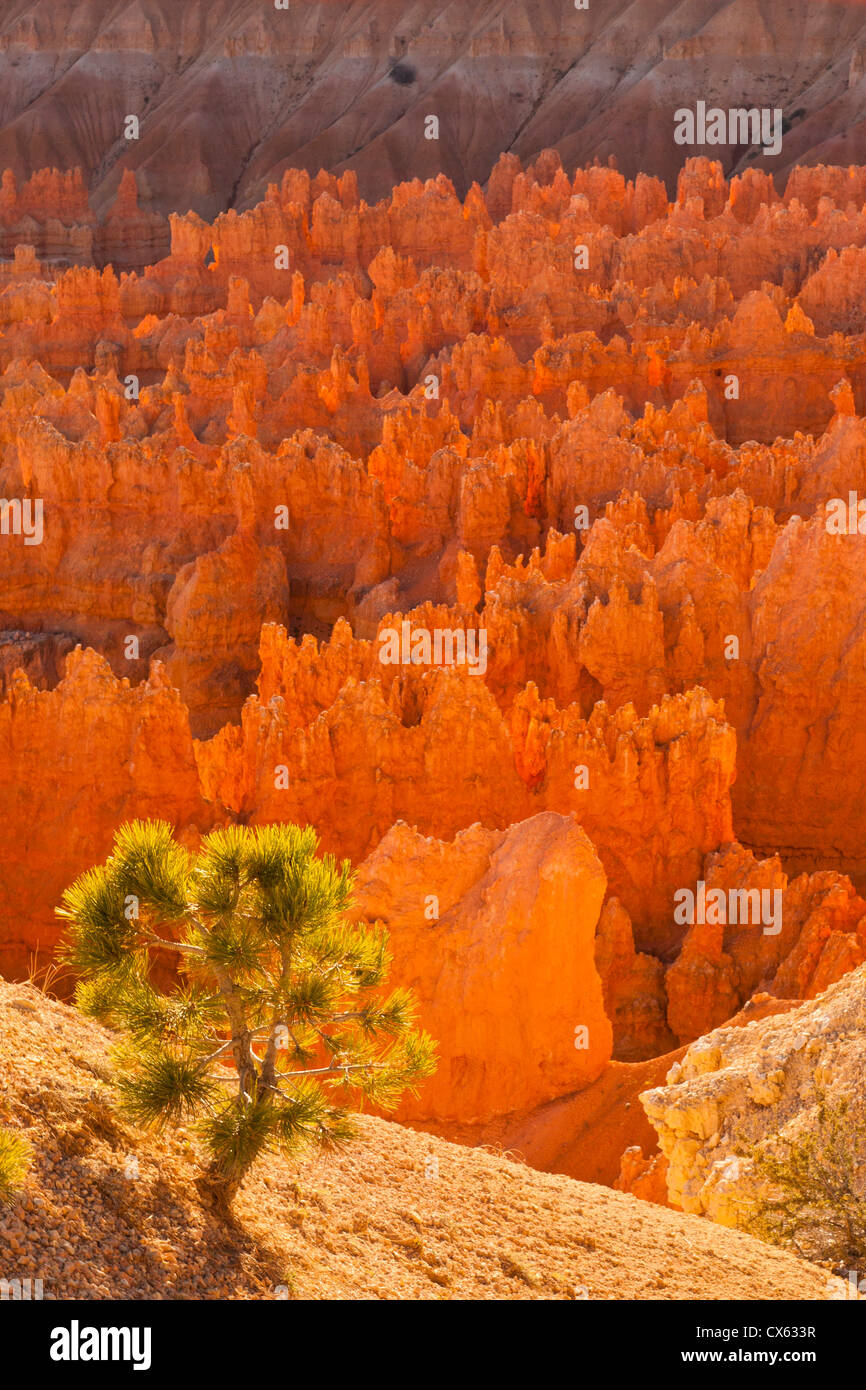 USA, Utah, Bryce Canyon Nationalpark. Kredit als: Cathy & Gordon Illg / Jaynes Galerie / DanitaDelimont.com Stockfoto