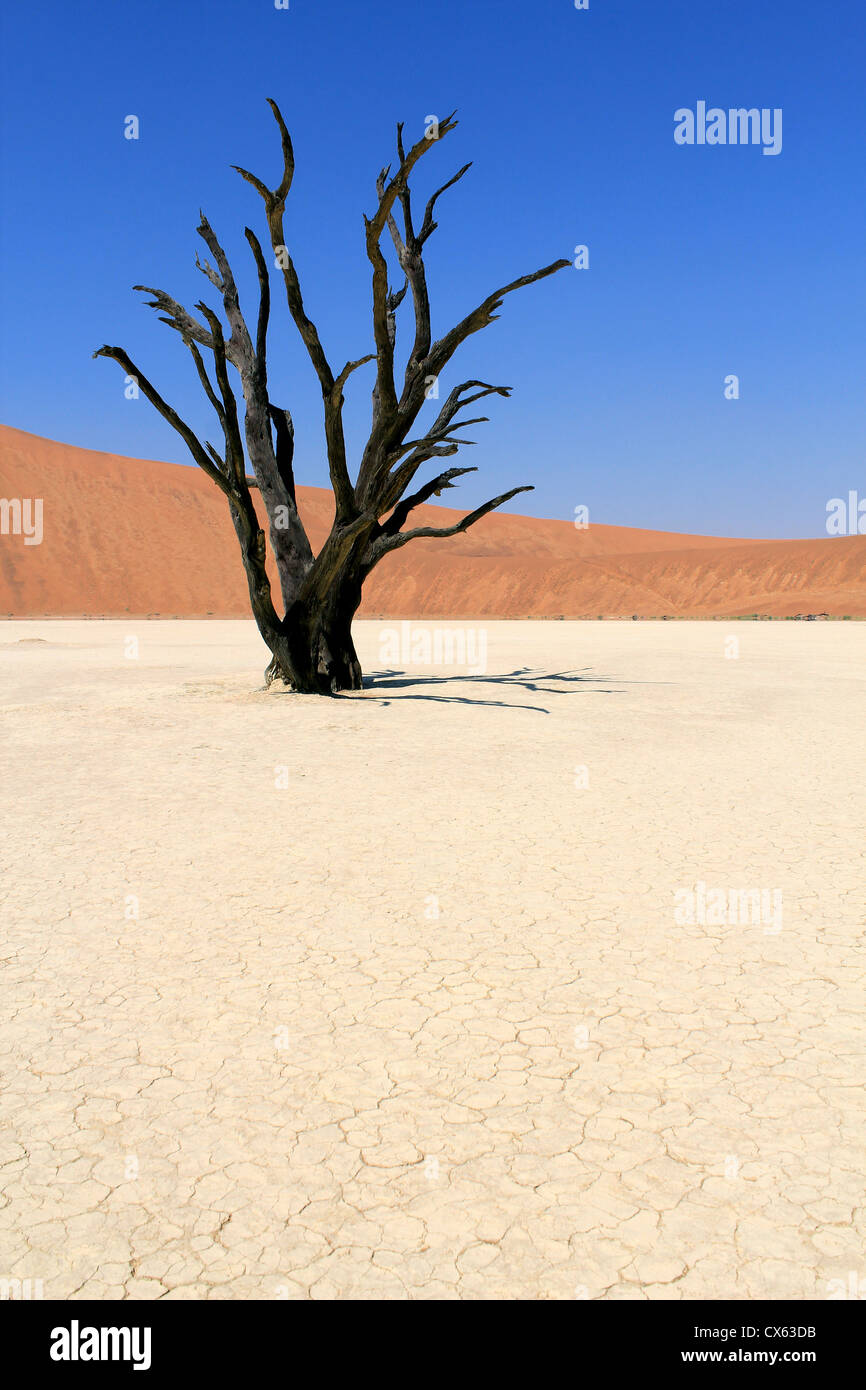 Sossusvlei tot Tallandschaft in der Nanib Wüste in der Nähe von Sesriem, Namibia Stockfoto