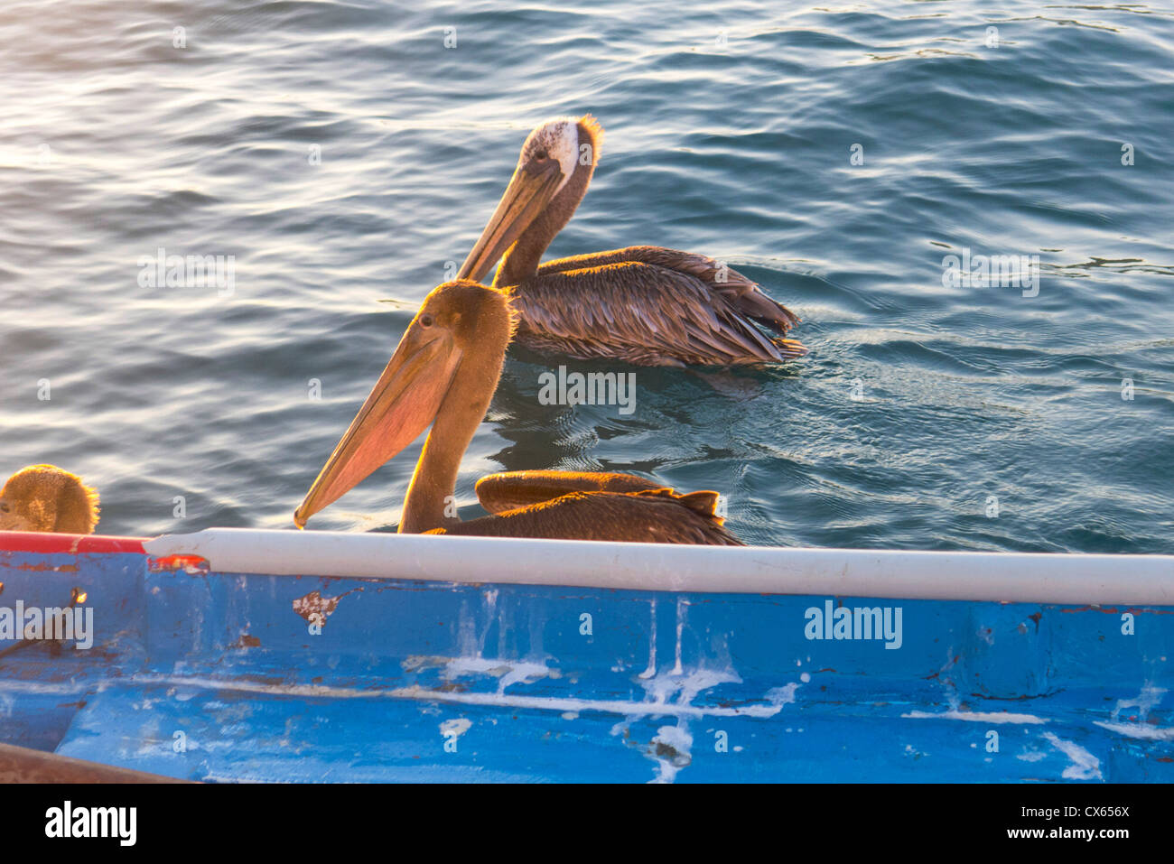 Pelikan, Marina, Cabo San Lucas, Baja, Mexiko Stockfoto