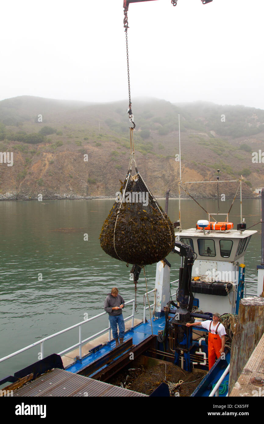 Offloading Kelp Stockfoto