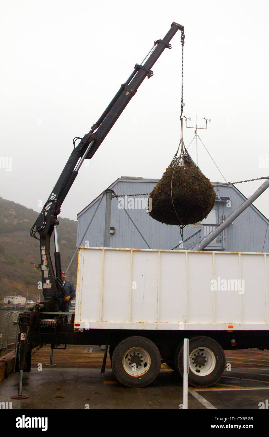 Das Laden von Kelp in den Lkw Stockfoto