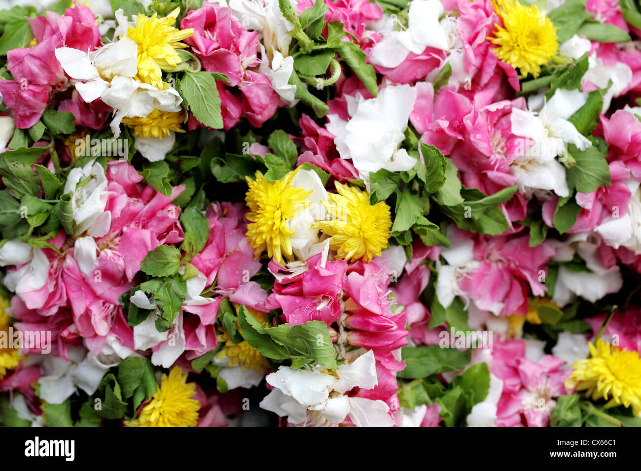 Nahaufnahme von Blumengirlanden Stockfoto
