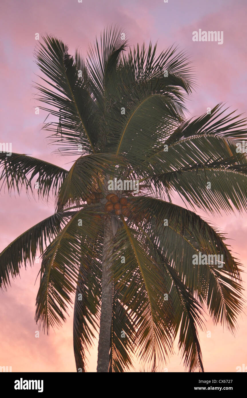 Eine Kokospalme bei Sonnenuntergang Stockfoto
