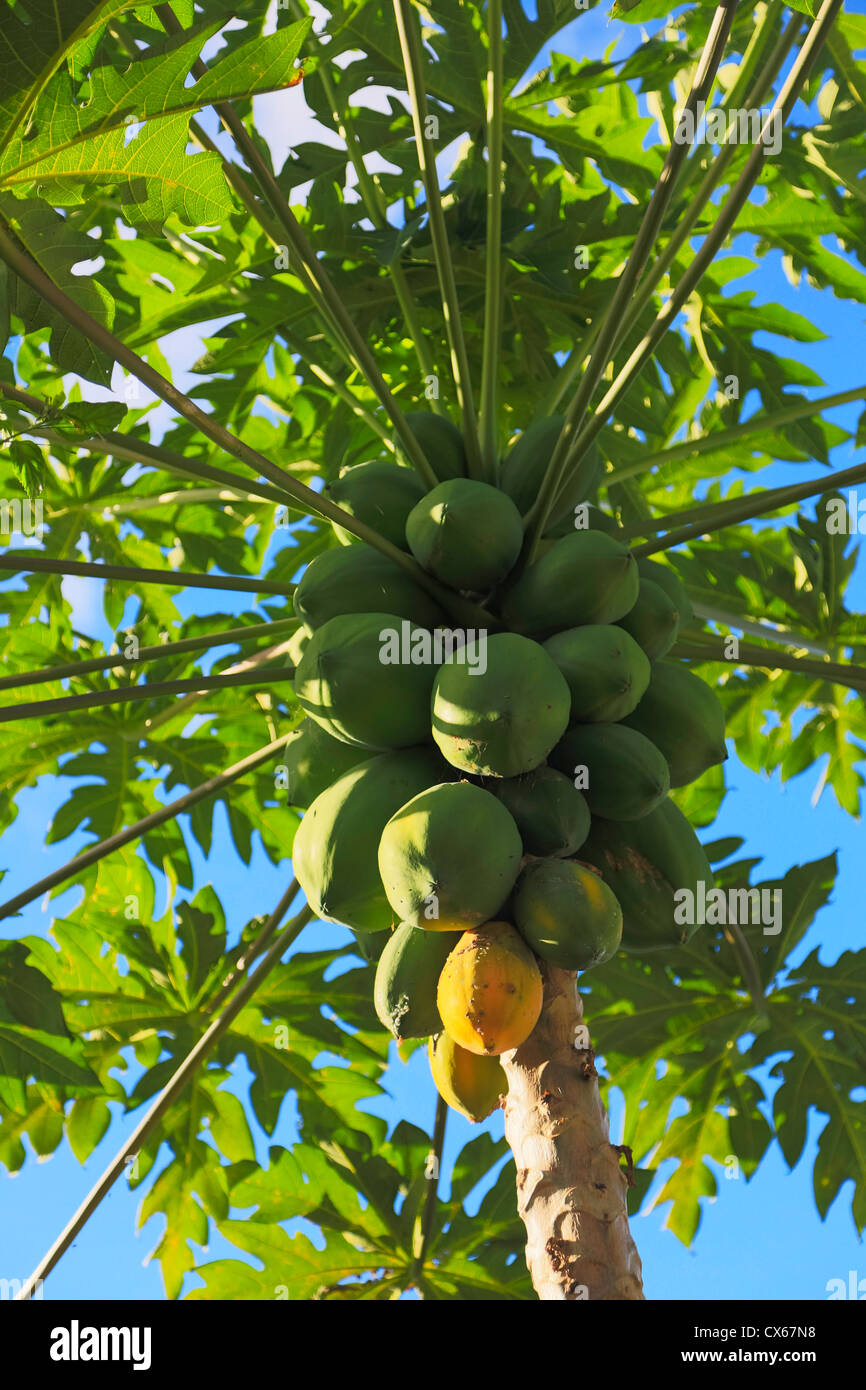 Papayabaum Stockfoto