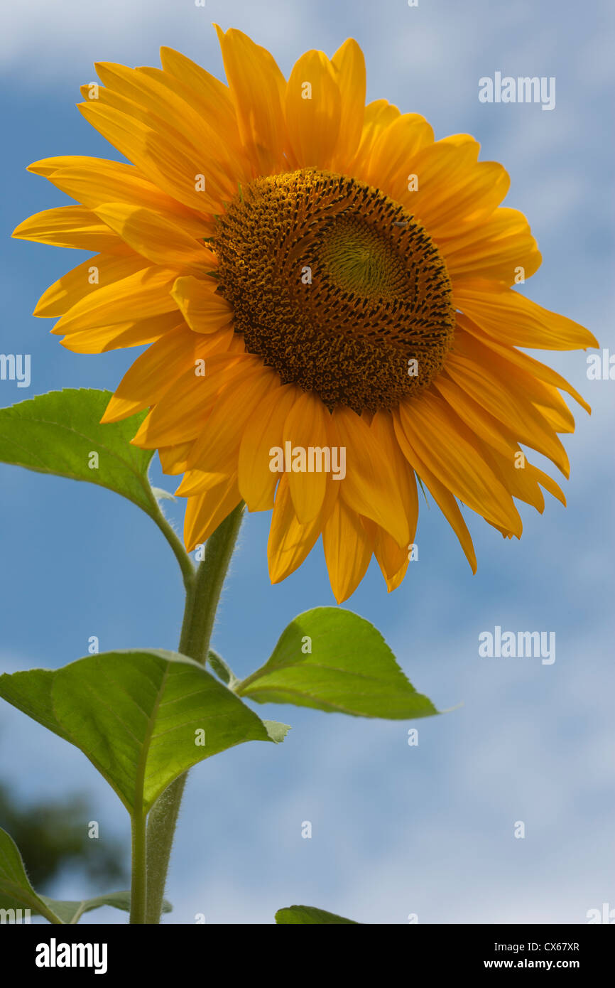 Einzelne Sonnenblume Kopf im Sommer Stockfoto