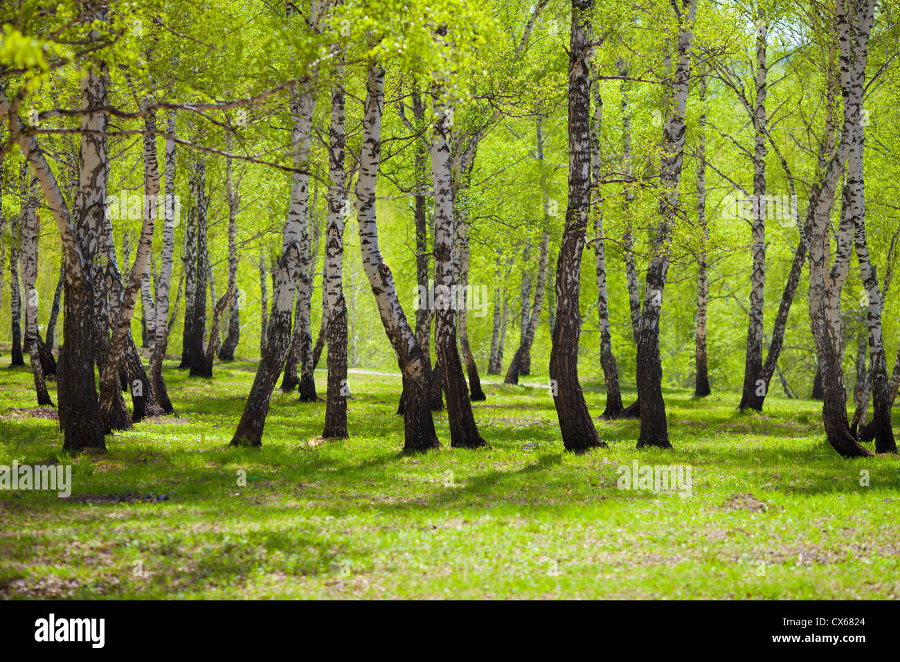 Birkenwald oder park Stockfoto