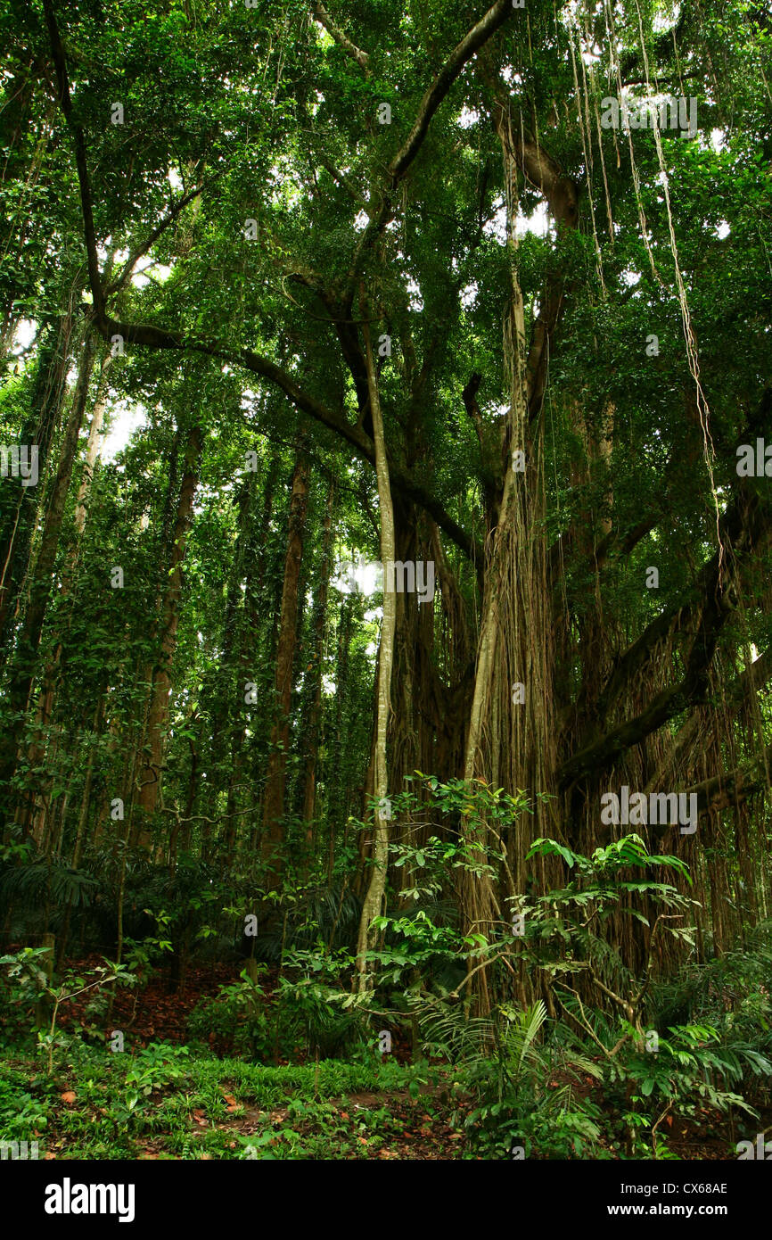 Dichten Bannwald in Bali, Indonesien. Stockfoto