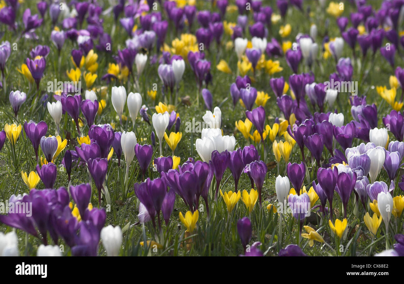 Krokusse Stockfoto