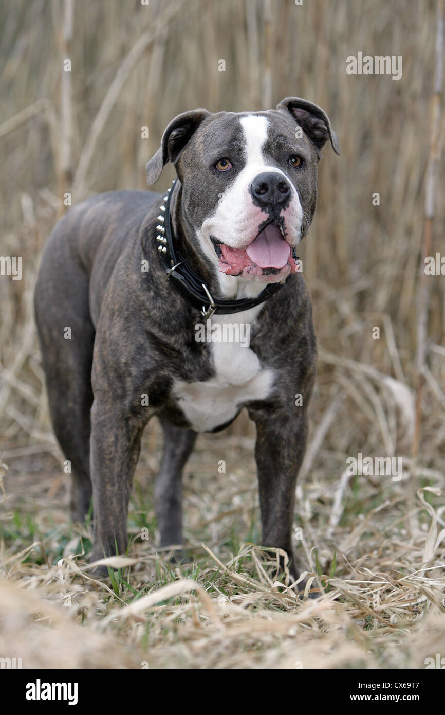 Amerikanische Bulldogge Stockfoto