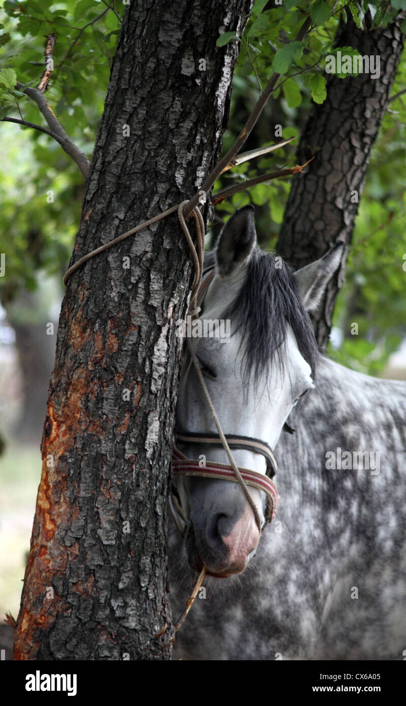 graues Pferd an einen Baum gebunden Stockfoto