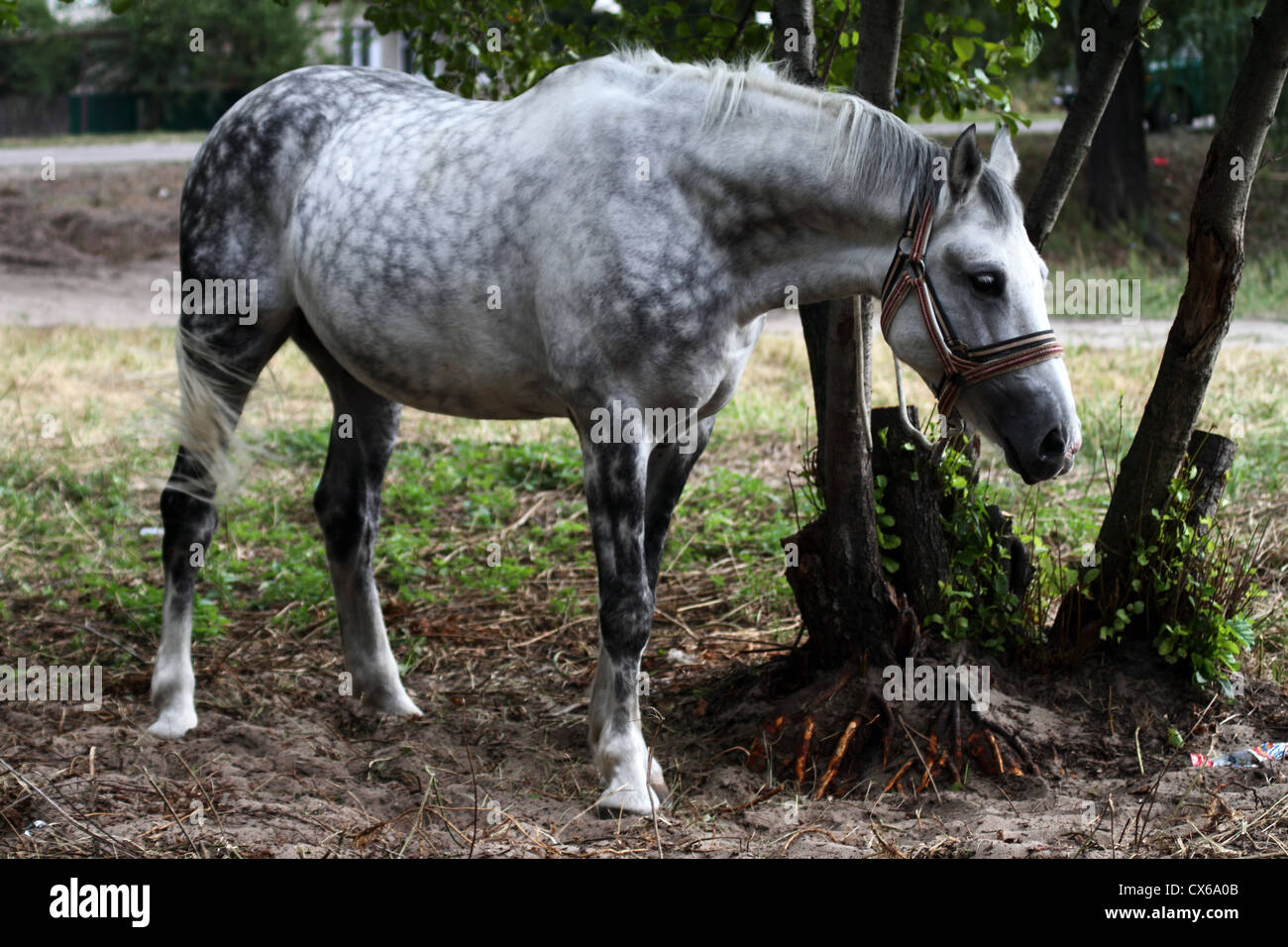 graues Pferd an einen Baum gebunden Stockfoto