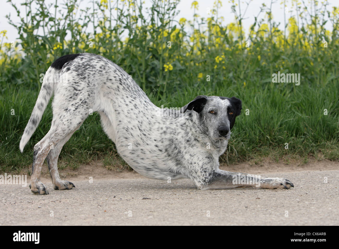 Mischling Stockfoto