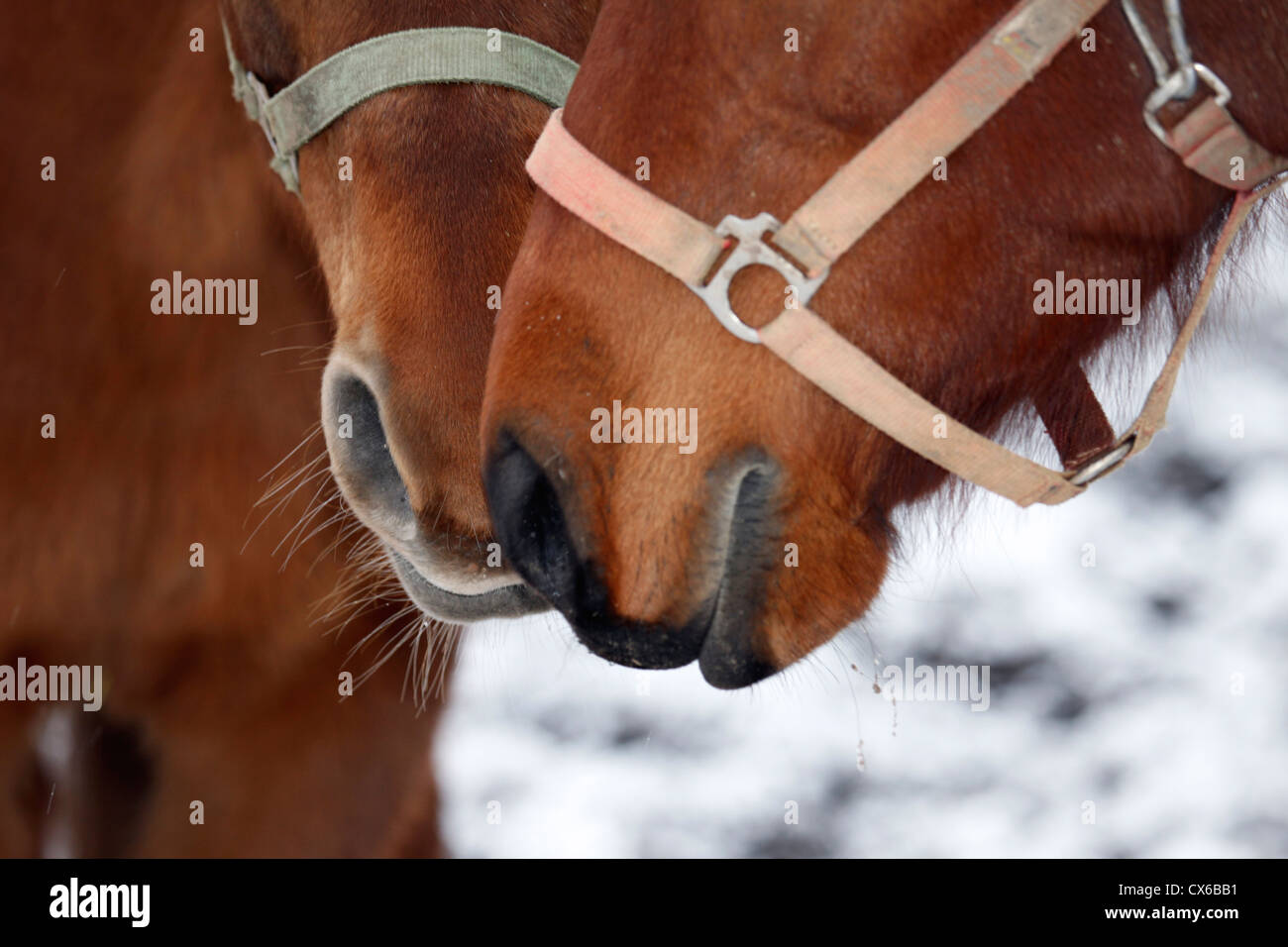 Pferd-Mund Stockfoto
