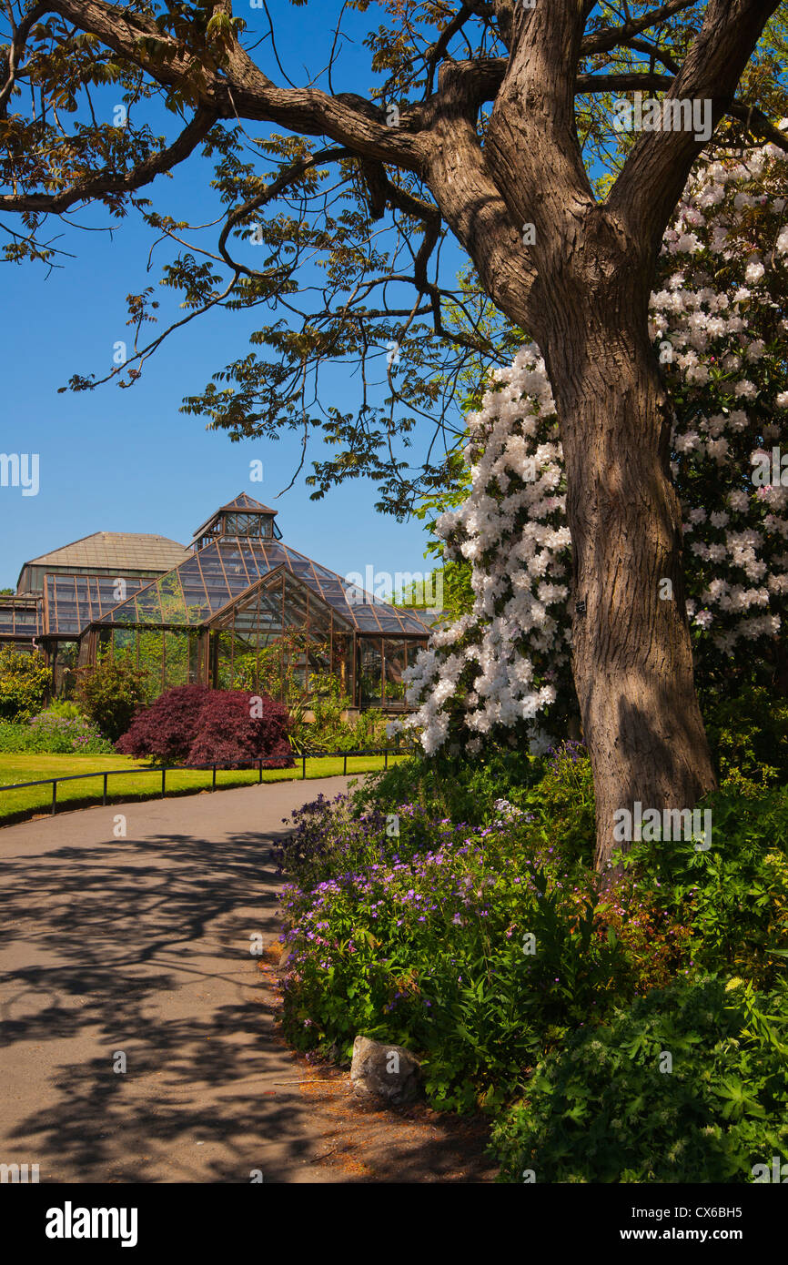 Botanic Gardens, Glasgow, Frühlingsfarben, sonnig; Strathclyde Region; Schottland Stockfoto