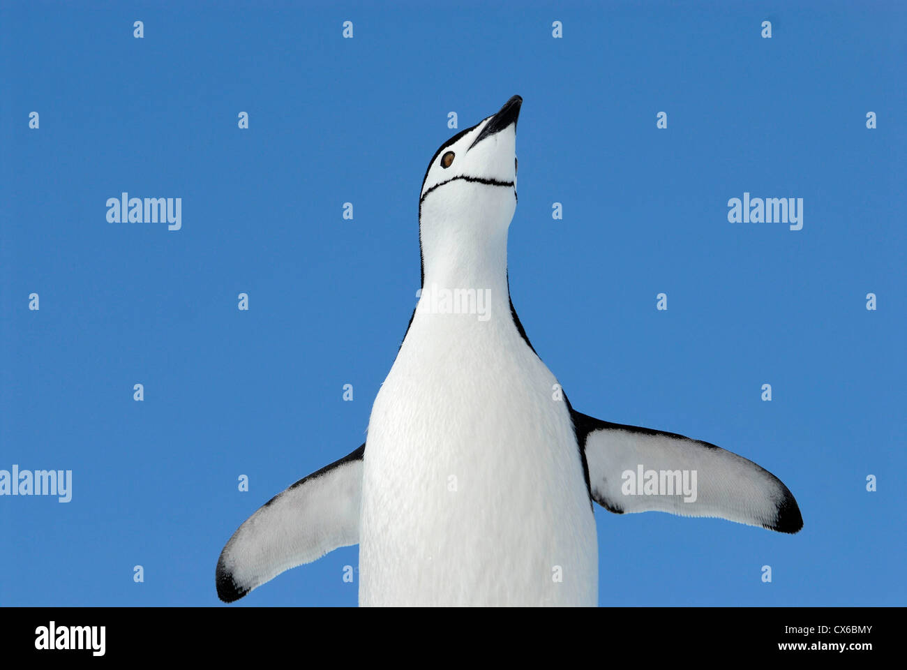 Kinnriemen Pinguin in der Antarktis Stockfoto