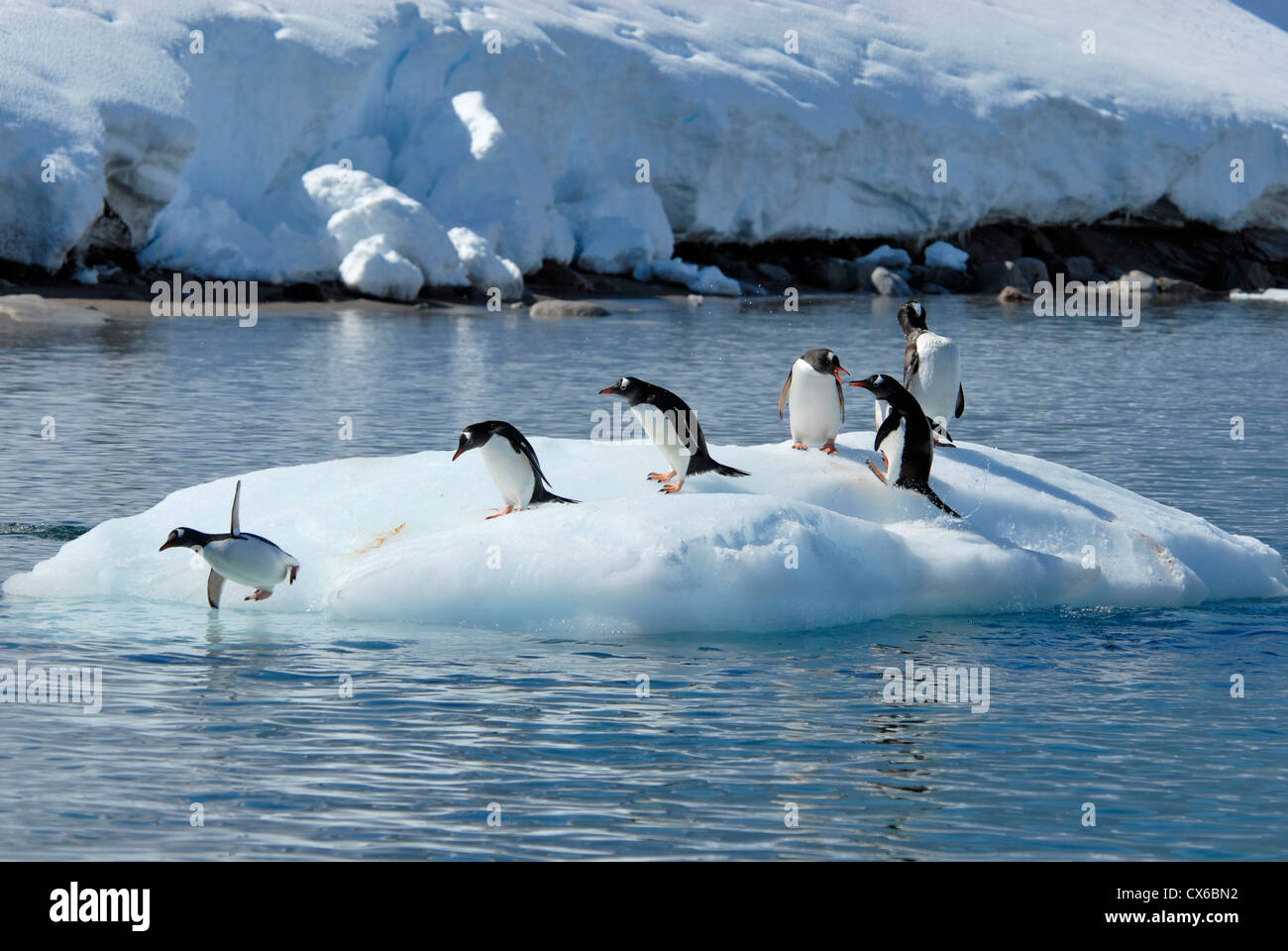 Gentoo Pinguine auf dem Eis in der Antarktis Stockfoto