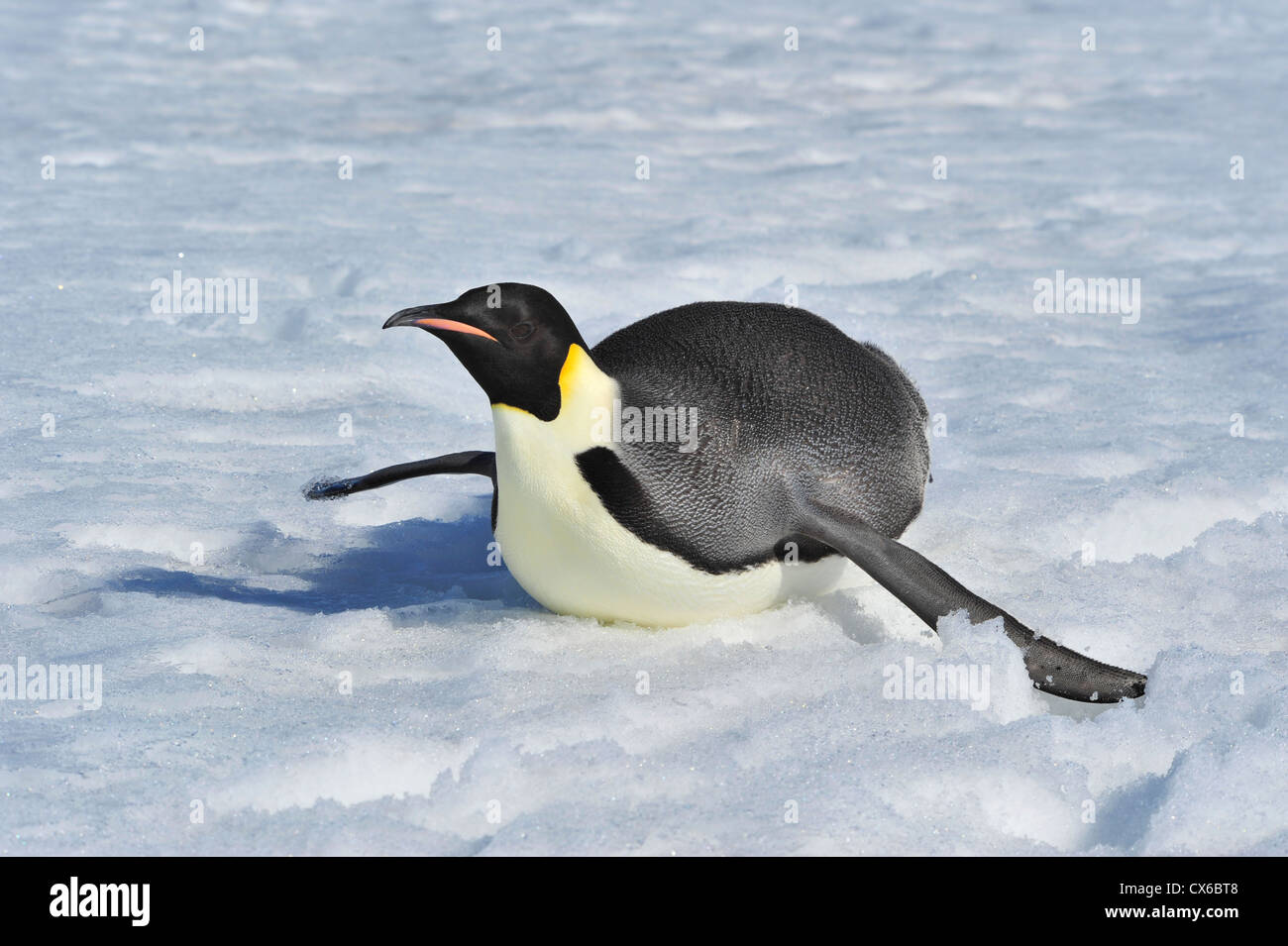 Kaiser-Pinguin-Snow-Hill, Antarktis 2010 auf der Eisbrecher Kapitan Khlebnikov Stockfoto