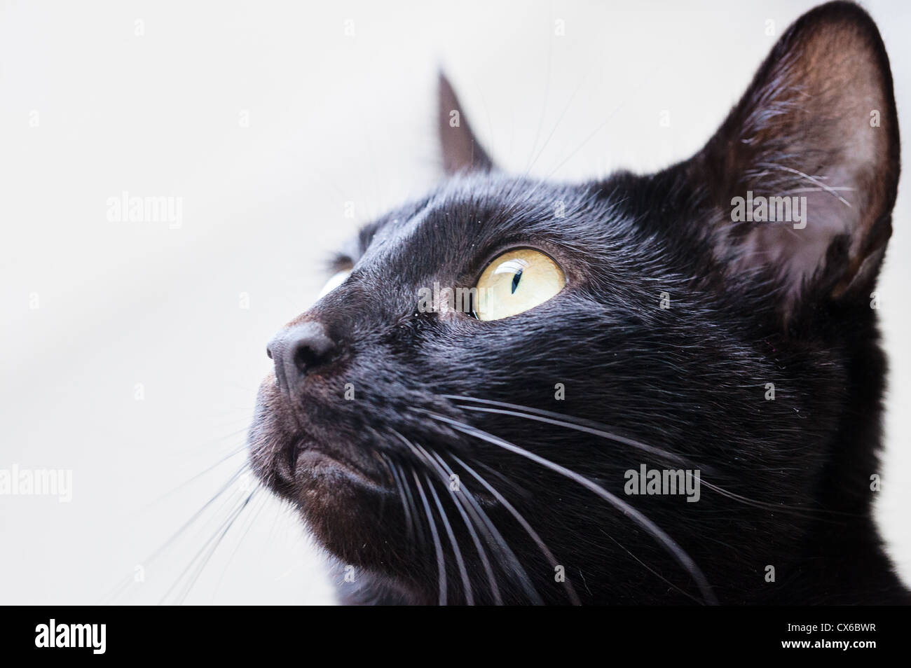 Profilbildnis einer schwarzen Katze Stockfoto