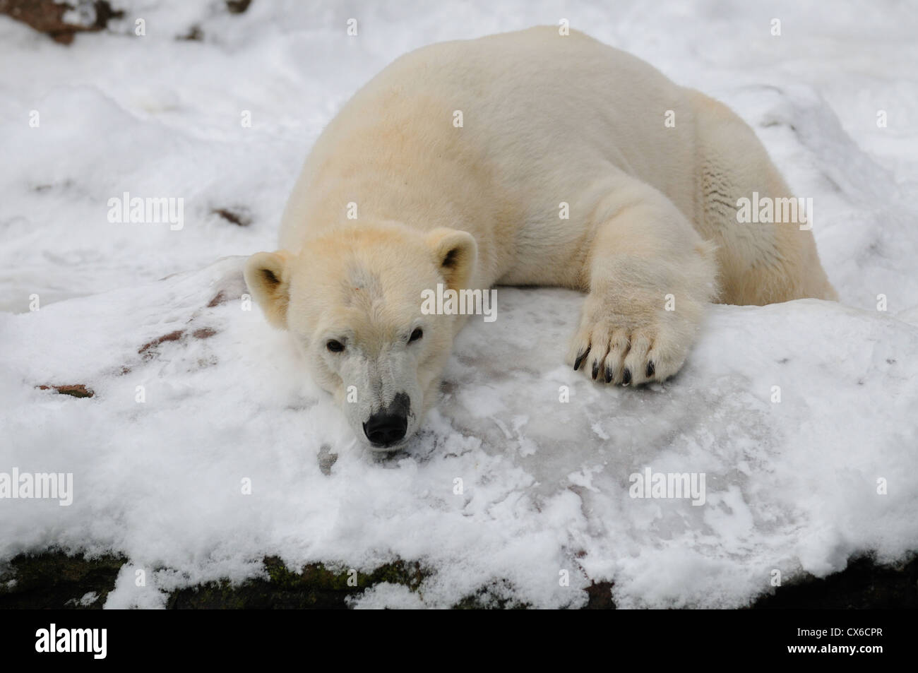 Eisbär Stockfoto