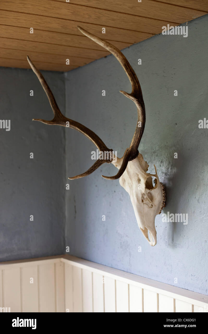 Eine tierische Schädel mit Geweih an der Wand hängen Stockfotografie - Alamy
